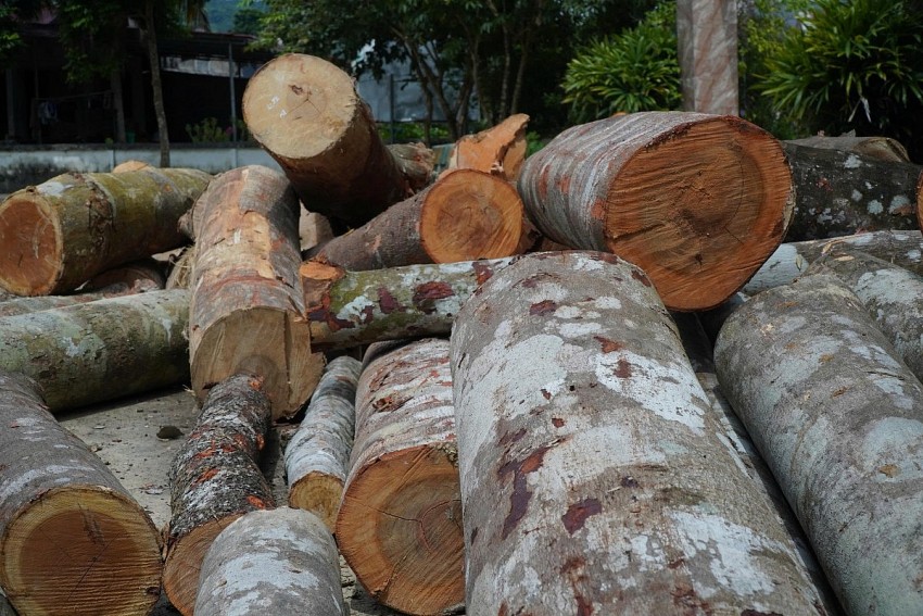 Những cây gỗ có tuổi đời hàng chục năm tuổi bị các đối tượng chặt hạ tại cánh rừng thôn Hắc.