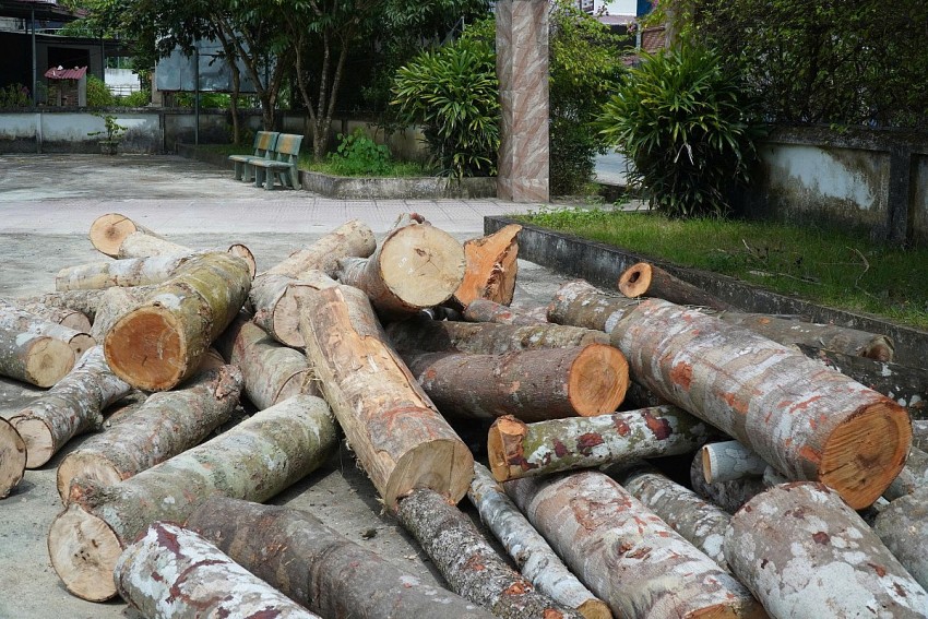 Số gỗ bị các đối tượng khai thác trái phép được kiểm lâm Lang Chánh thu hồi về nhà văn hóa thôn Hắc.