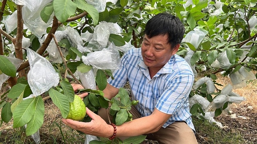 Theo hộ gia đình anh Trịnh Xuân Hòa, trồng ổi lê đang cho thu nhập cao, giúp kinh tế gia đình ổn định.
