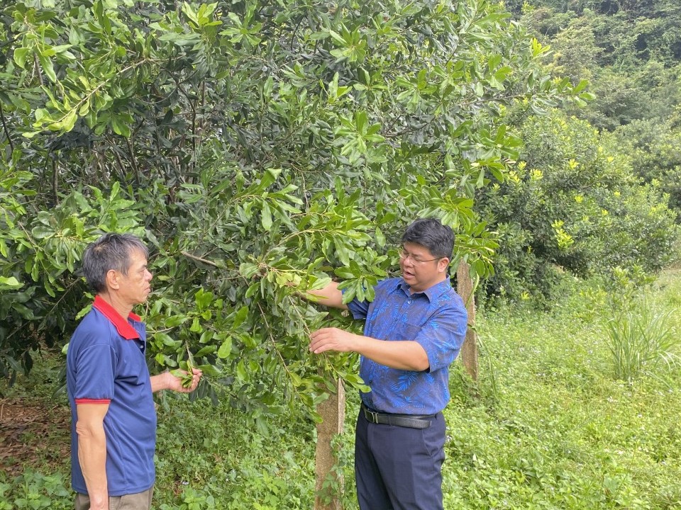 Cây trồng cho nông dân cơ hội thoát nghèo và làm giàu bền vững