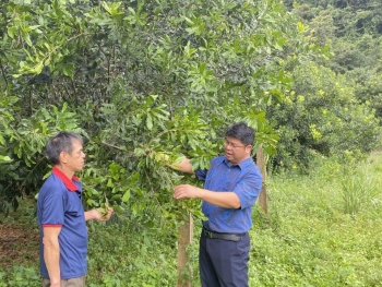 Cây trồng cho nông dân cơ hội thoát nghèo và làm giàu bền vững
