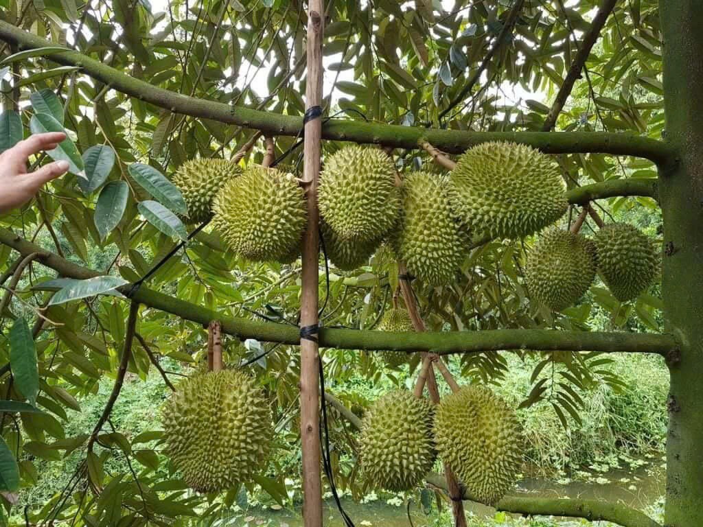 Quyết liệt nâng cao chất lượng sầu riêng, đáp ứng yêu cầu thị trường quốc tế