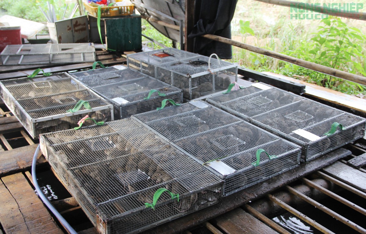 Đổ xô đi săn loài động vật phá hoại mùa màng, nông dân kiếm tiền triệu mỗi ngày
