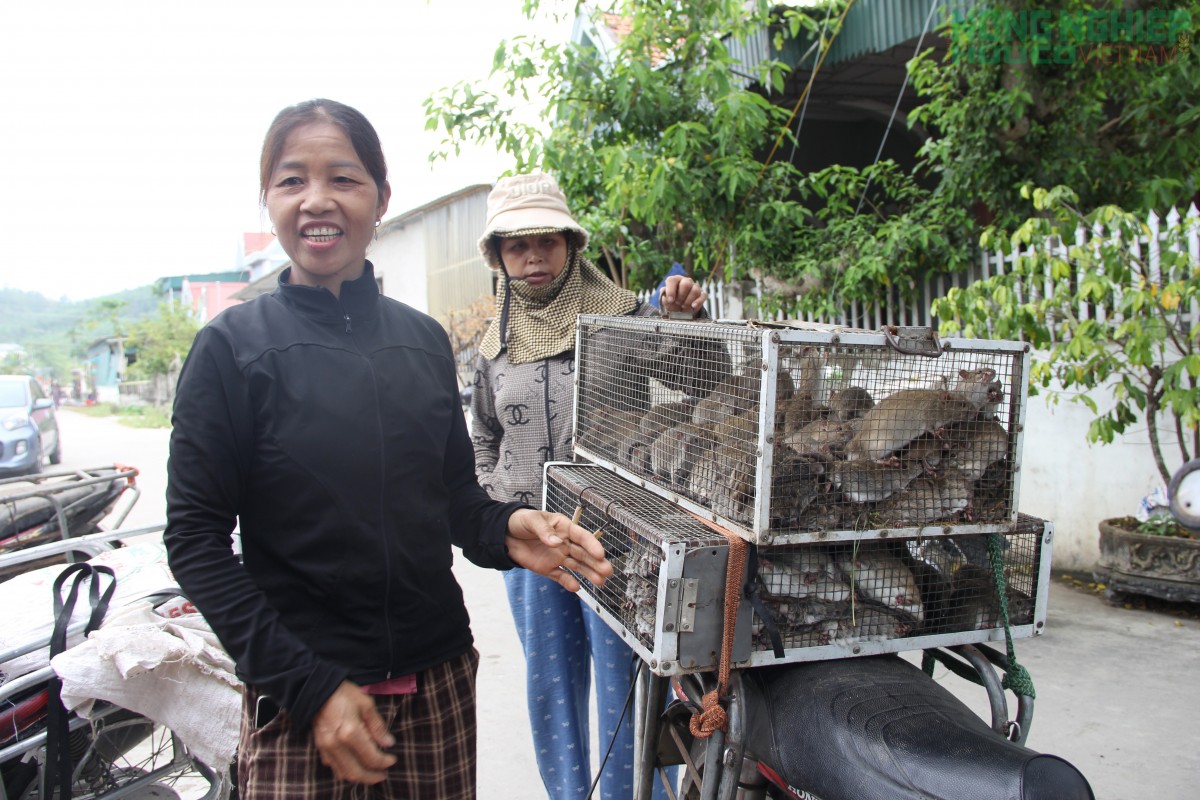 Đổ xô đi săn loài động vật phá hoại mùa màng, nông dân kiếm tiền triệu mỗi ngày