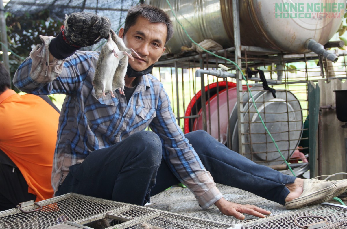 Đổ xô đi săn loài động vật phá hoại mùa màng, nông dân kiếm tiền triệu mỗi ngày