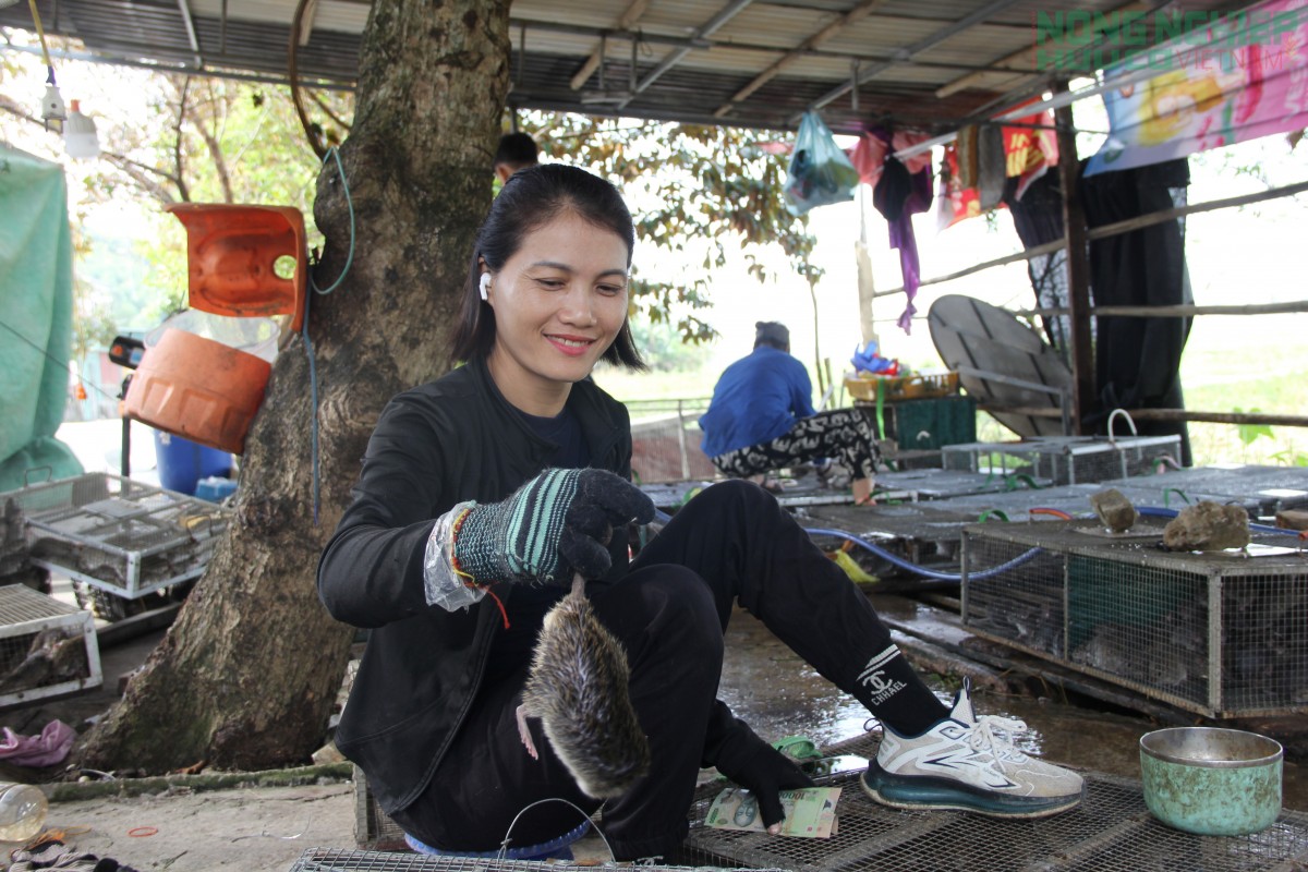 Đổ xô đi săn loài động vật phá hoại mùa màng, nông dân kiếm tiền triệu mỗi ngày