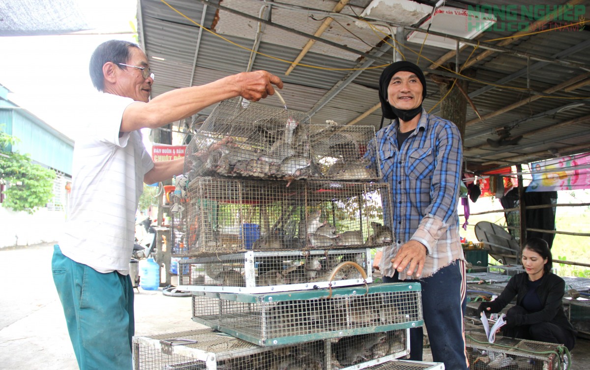 Đổ xô đi săn loài động vật phá hoại mùa màng, nông dân kiếm tiền triệu mỗi ngày
