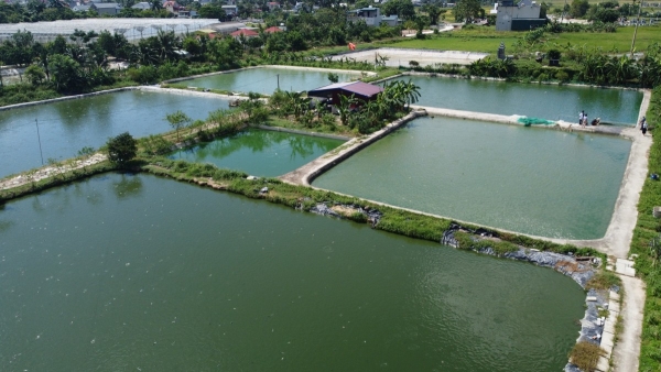 Nuôi cá rô đầu vuông giúp người nông dân làm giàu