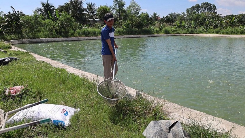 Hiện trang trại nuôi cá rô đầu vuông của anh Bùi Sỹ Bằng đang tạo thu nhập cao cho 4 lao động địa phương.