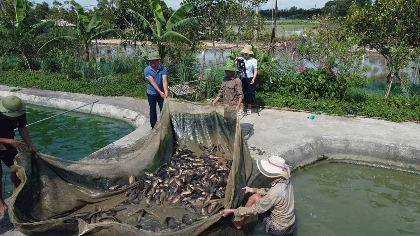 Mỗi năm trang trại nuôi cá rô đầu vuông của anh Bằng xuất bán ra thị trường khoảng 200 tấn cá.