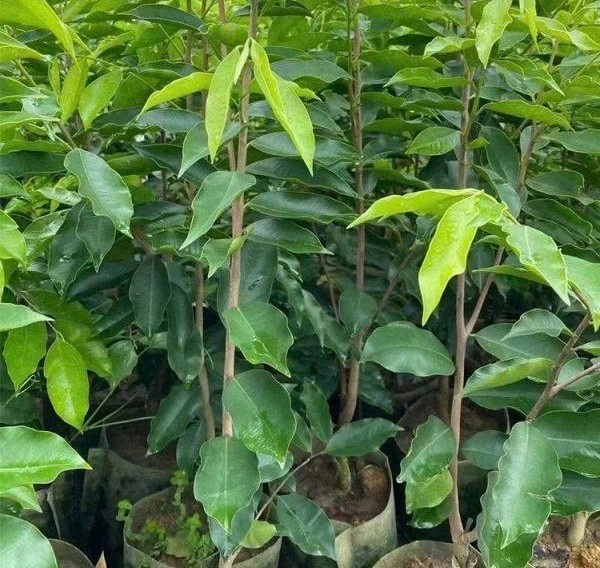 Yêu cầu quản lý giống cây trồng lâm nghiệp nhằm bảo vệ rừng bền vững