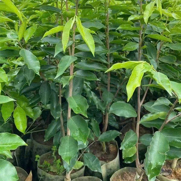 Yêu cầu quản lý giống cây trồng lâm nghiệp nhằm bảo vệ rừng bền vững
