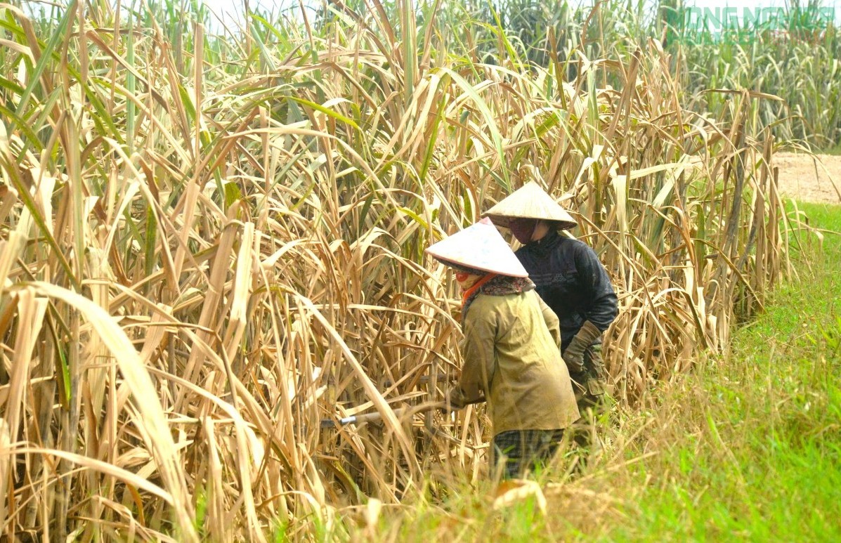 Mía chết khô sau mưa lũ, nông dân Nghệ An "đứng ngồi không yên"