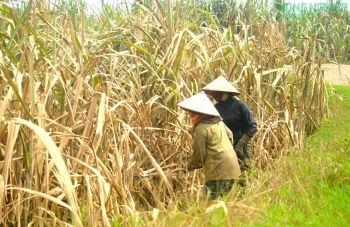Mía chết khô sau mưa lũ, nông dân Nghệ An "đứng ngồi không yên"