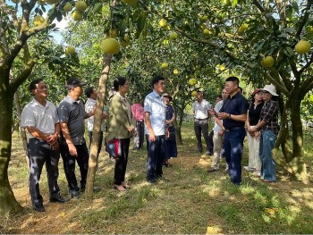 Hội nghị xúc tiến tiêu thụ bưởi Phúc Trạch sản xuất theo tiêu chuẩn hữu cơ