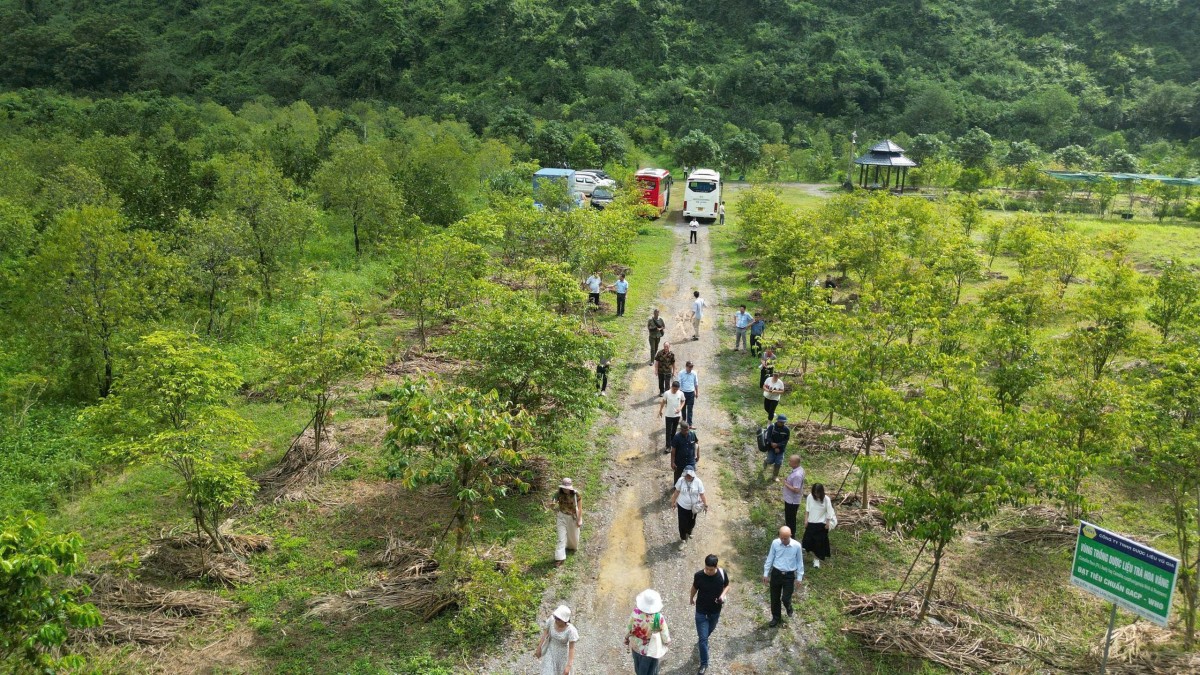 Khách quốc tế “mãn nhãn” tham quan Công viên Trà hoa vàng Ninh Bình