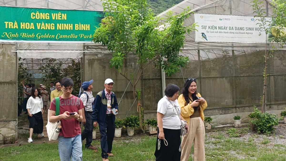 Khách quốc tế “mãn nhãn” tham quan Công viên Trà hoa vàng Ninh Bình