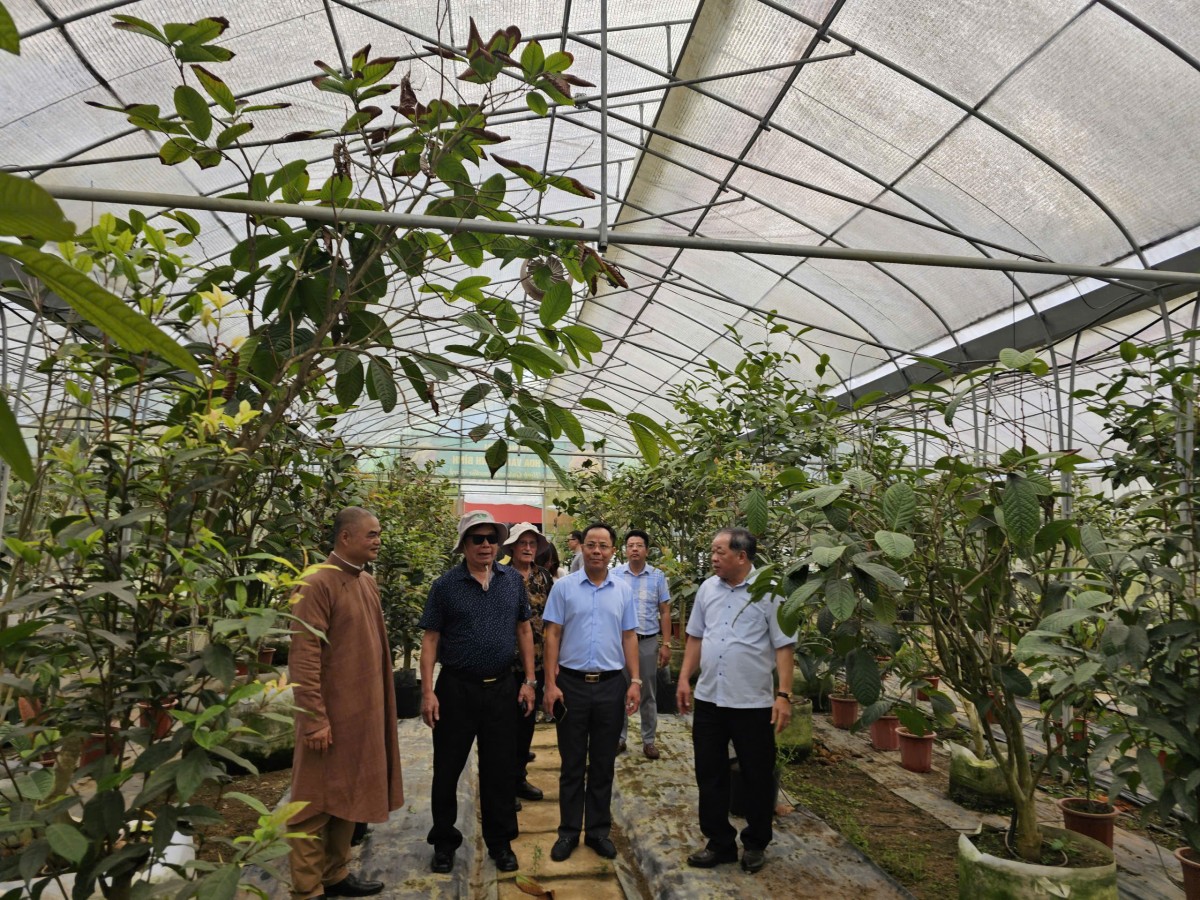 Khách quốc tế “mãn nhãn” tham quan Công viên Trà hoa vàng Ninh Bình