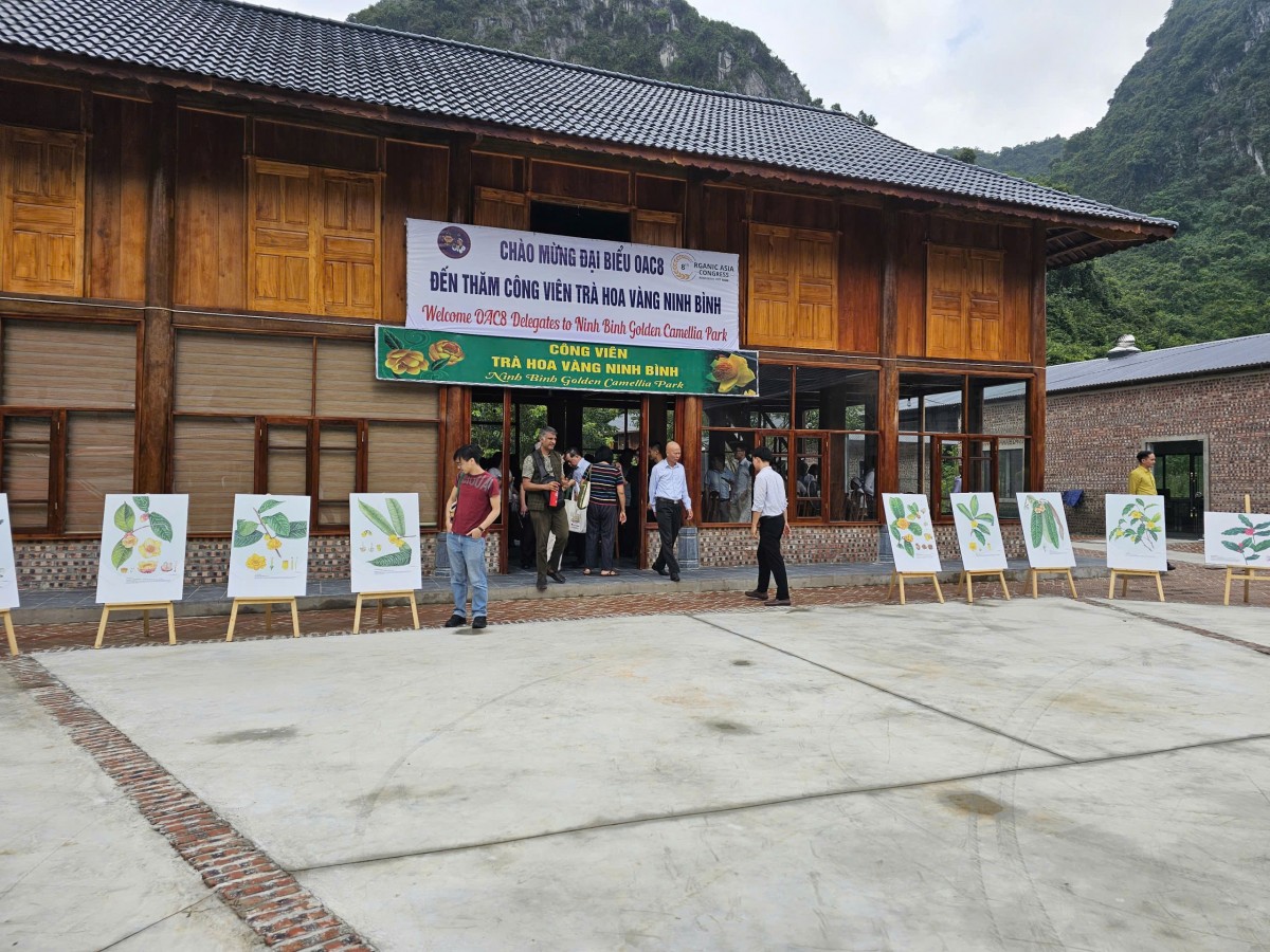 Khách quốc tế “mãn nhãn” tham quan Công viên Trà hoa vàng Ninh Bình