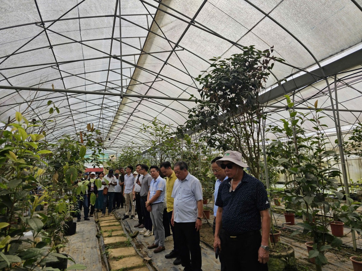 Khách quốc tế “mãn nhãn” tham quan Công viên Trà hoa vàng Ninh Bình