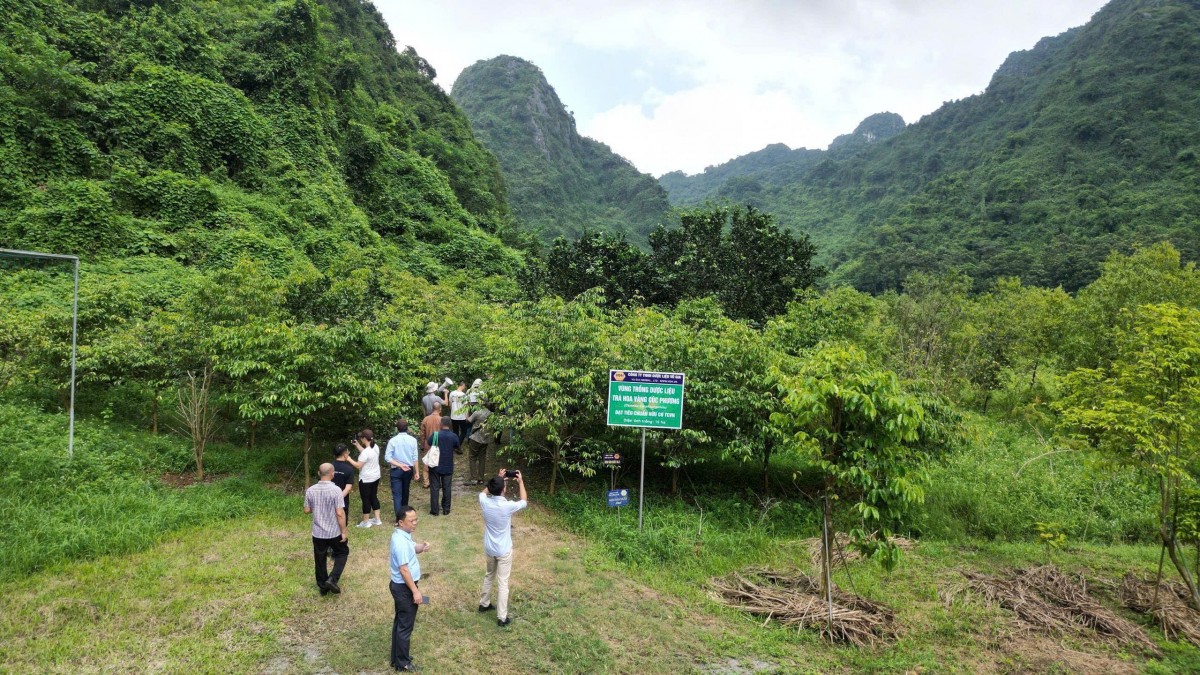 Khách quốc tế “mãn nhãn” tham quan Công viên Trà hoa vàng Ninh Bình