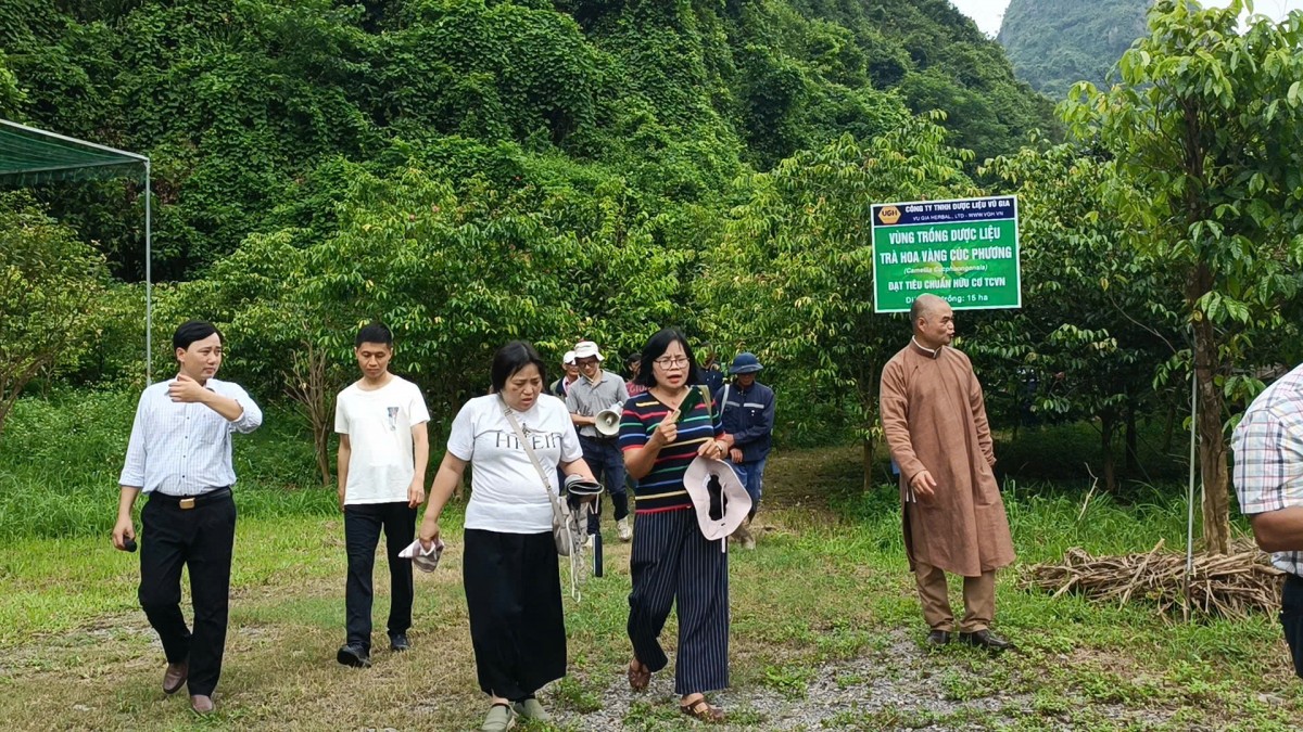 Khách quốc tế “mãn nhãn” tham quan Công viên Trà hoa vàng Ninh Bình