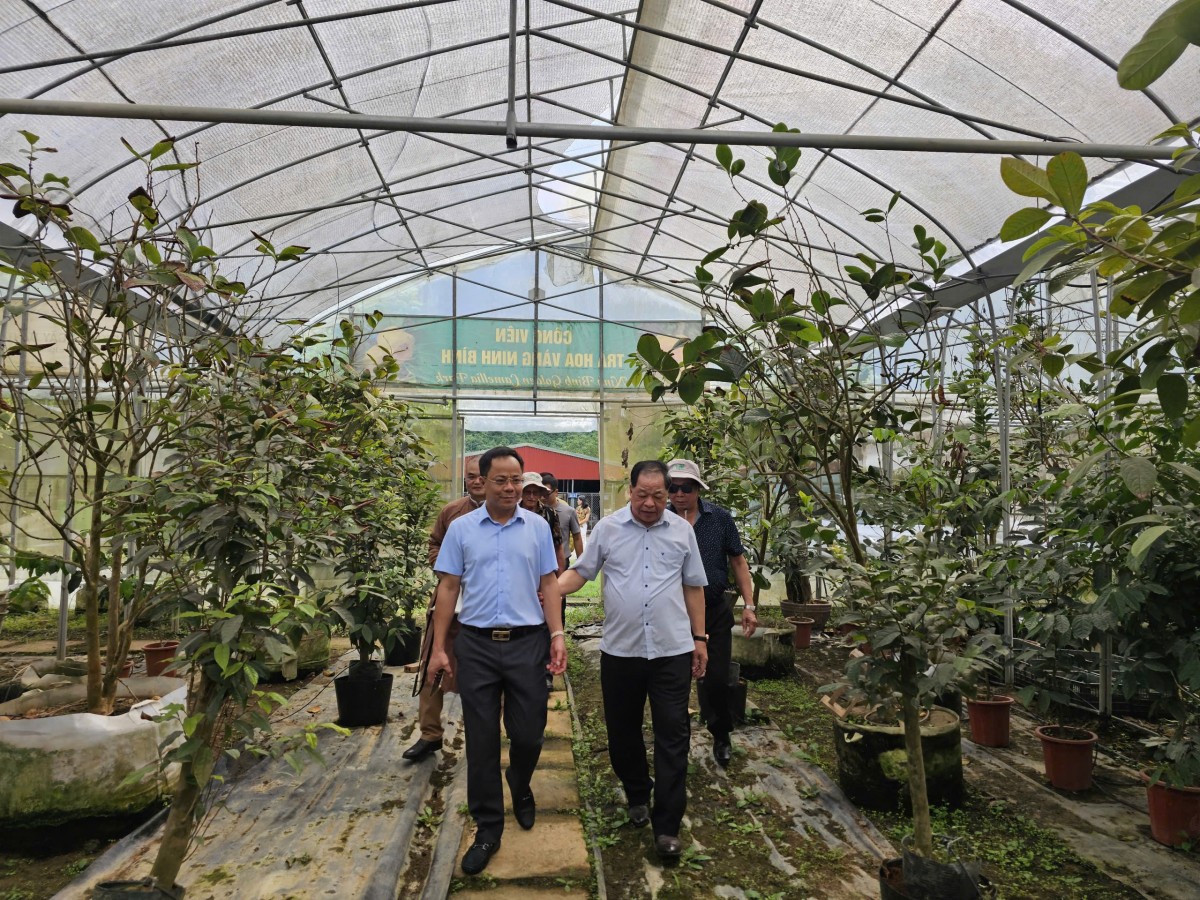 Khách quốc tế “mãn nhãn” tham quan Công viên Trà hoa vàng Ninh Bình