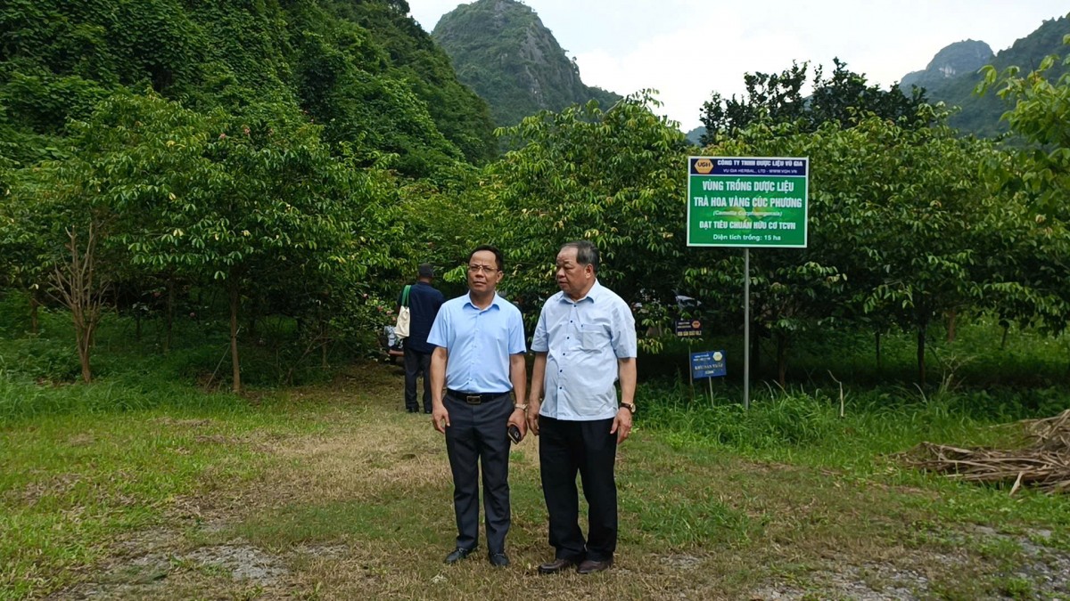 Khách quốc tế “mãn nhãn” tham quan Công viên Trà hoa vàng Ninh Bình
