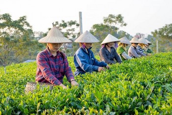 Người nông dân vươn lên làm chủ cuộc sống