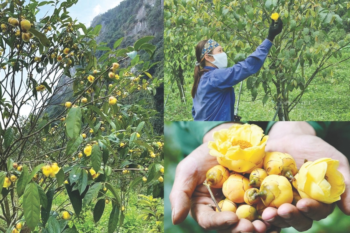 Nông nghiệp Ninh Bình phát triển theo hướng đa giá trị, bền vững và hội nhập quốc tế
