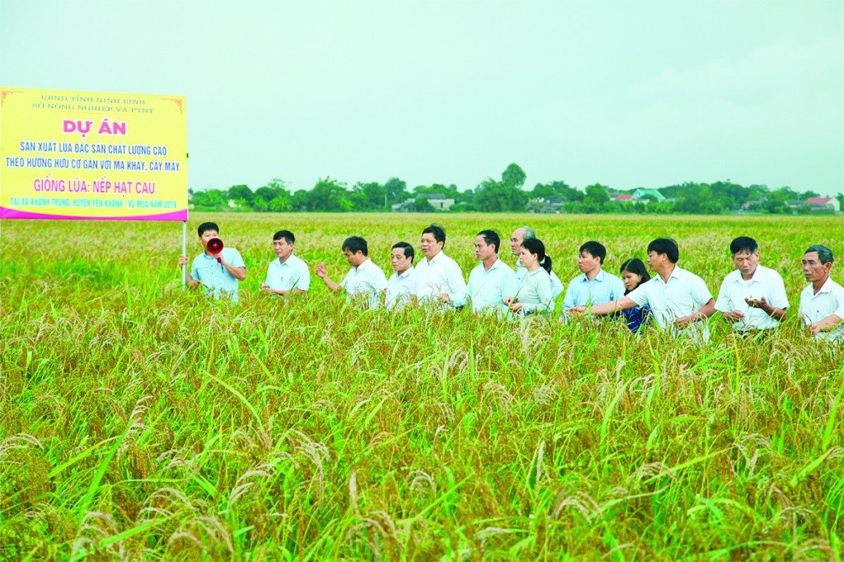 Phát triển Nông nghiệp hữu cơ ở Ninh Bình: Từ đồng ruộng đến trải nghiệm sinh thái, phục vụ du lịch