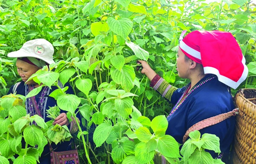 Nông dân là chủ thể kiến tạo nông nghiệp hữu cơ - thách thức và giải pháp