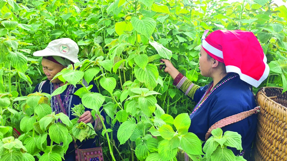 Nông dân là chủ thể kiến tạo nông nghiệp hữu cơ - thách thức và giải pháp