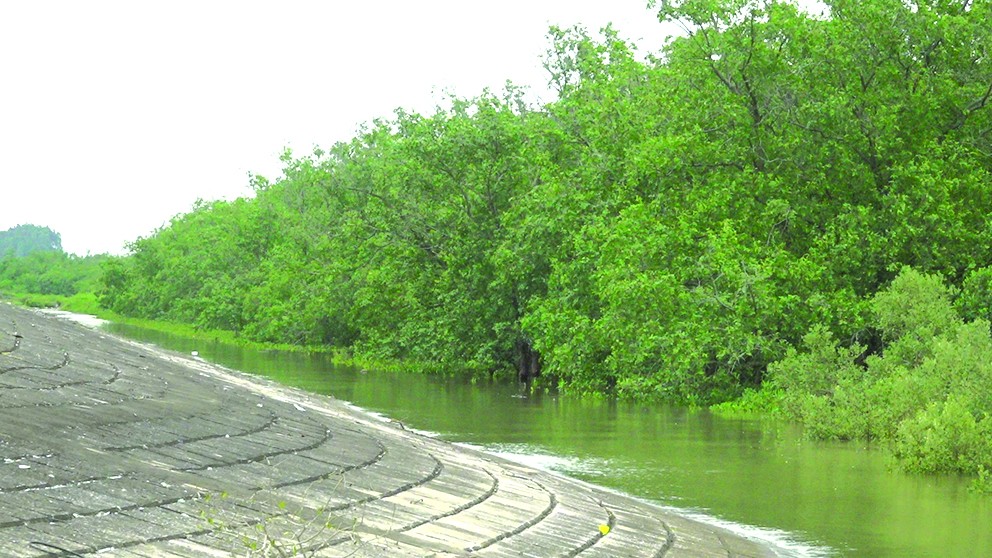 Những giá trị to lớn từ việc trồng rừng ngập mặn