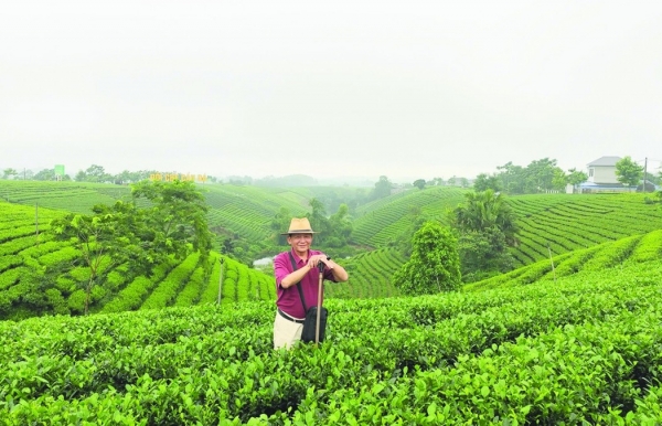 Trà Thái Nguyên, danh thơm đệ nhất
