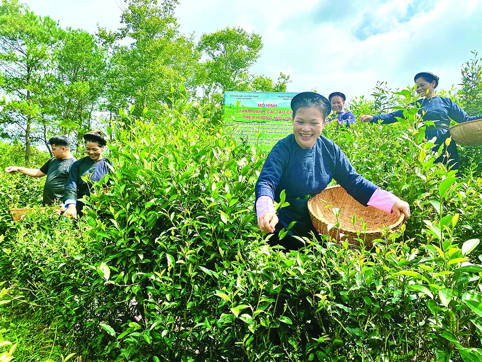 Chè Đoỏng Pán ngát hương thơm vị miền non nước