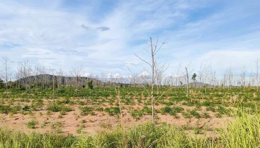 Gia Lai: Đánh giá toàn diện Chương trình chuyển đổi 50.000 ha rừng nghèo sang trồng cây cao su