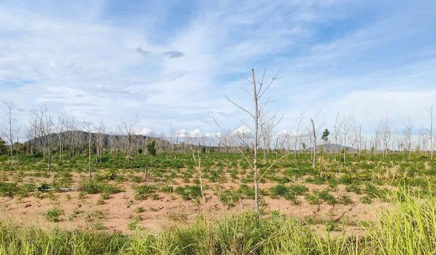 Gia Lai: Đánh giá toàn diện Chương trình chuyển đổi 50.000 ha rừng nghèo sang trồng cây cao su
