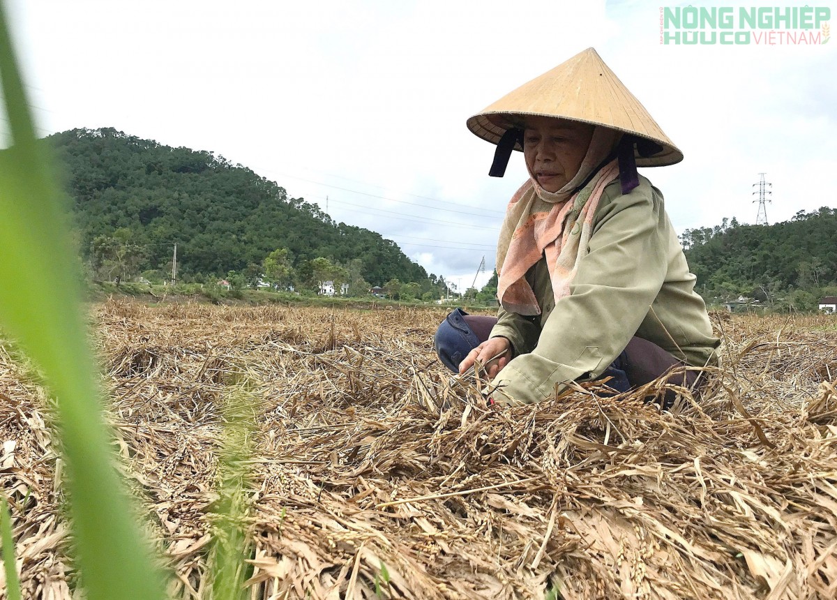 Lúa ngập nước sau lũ, nông dân Nghệ An xót xa nhìn hạt nãy mầm xanh trên đồng ruộng