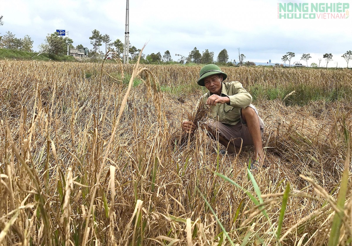 Lúa ngập nước sau lũ, nông dân Nghệ An xót xa nhìn hạt nãy mầm xanh trên đồng ruộng