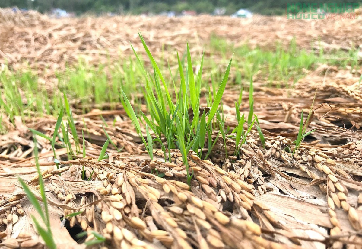Lúa ngập nước sau lũ, nông dân Nghệ An xót xa nhìn hạt nãy mầm xanh trên đồng ruộng