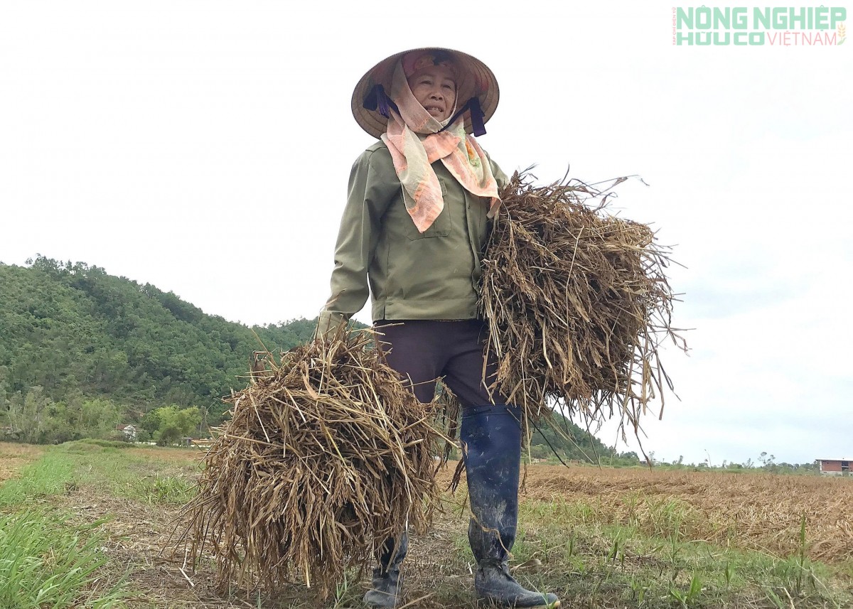Lúa ngập nước sau lũ, nông dân Nghệ An xót xa nhìn hạt nãy mầm xanh trên đồng ruộng