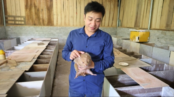 Chàng trai người dân tộc Thái thoát nghèo từ 10 cặp dúi giống