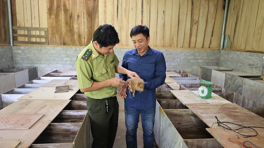 Anh Ngân Văn Bằng cùng cán bộ kiểm lâm Vườn quốc gia Bến En kiểm tra tình trạng sức khỏe của dúi.