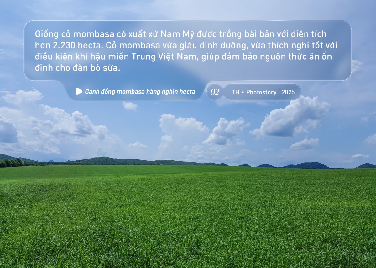 Bức tranh thiên nhiên ngút tầm mắt chỉ có ở nơi sản xuất sữa tươi sạch TH true MILK