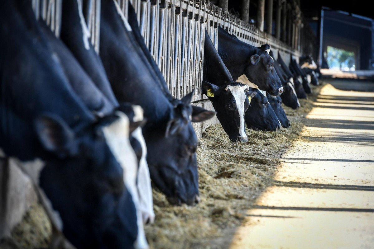 Khám phá bữa ăn với hàng chục nguyên liệu khoái khẩu của bò sữa TH true MILK