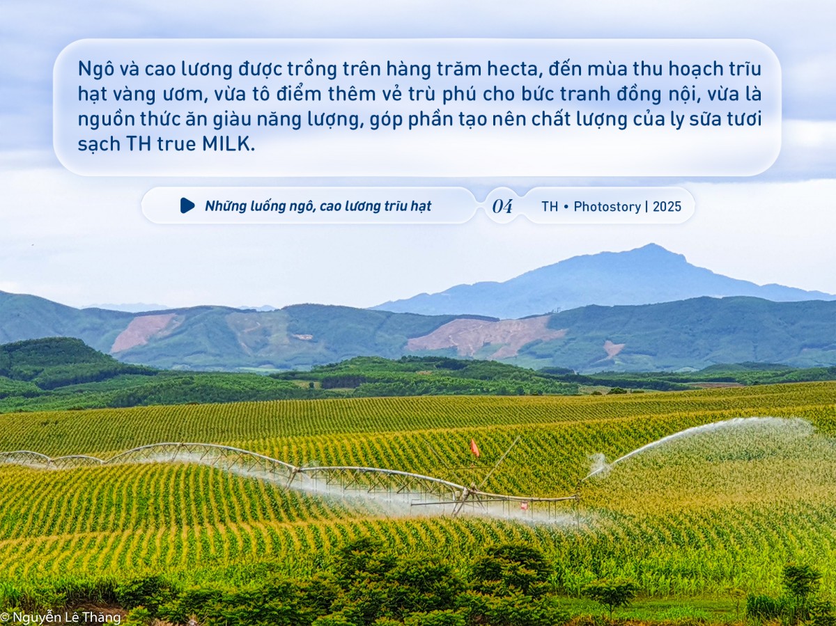 Bức tranh thiên nhiên ngút tầm mắt chỉ có ở nơi sản xuất sữa tươi sạch TH true MILK