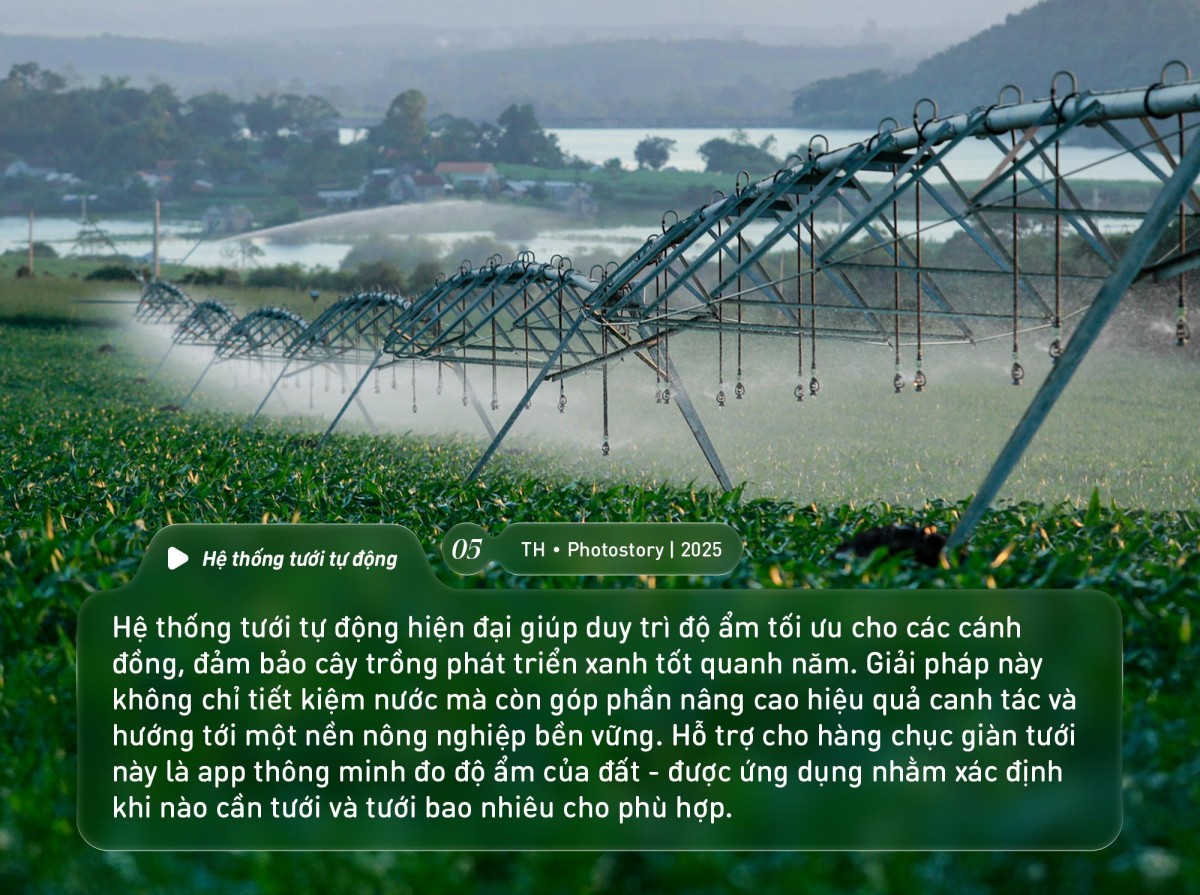 Bức tranh thiên nhiên ngút tầm mắt chỉ có ở nơi sản xuất sữa tươi sạch TH true MILK