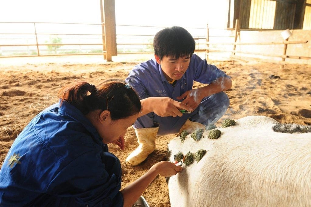 Quy trình từ đồng cỏ đến ly sữa tại trang trại bò hữu cơ của TH