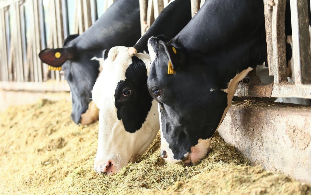 Khám phá bữa ăn với hàng chục nguyên liệu khoái khẩu của bò sữa TH true MILK